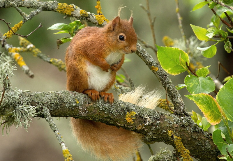 squirrel, leaves, mammals, animals, 1080P