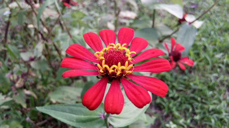 freshness, beautiful, vulnerability, 4K, day, flowering plant, focus on foreground, pollen, flowers, zinnia, flower, red, growth, san rafael, matapalo