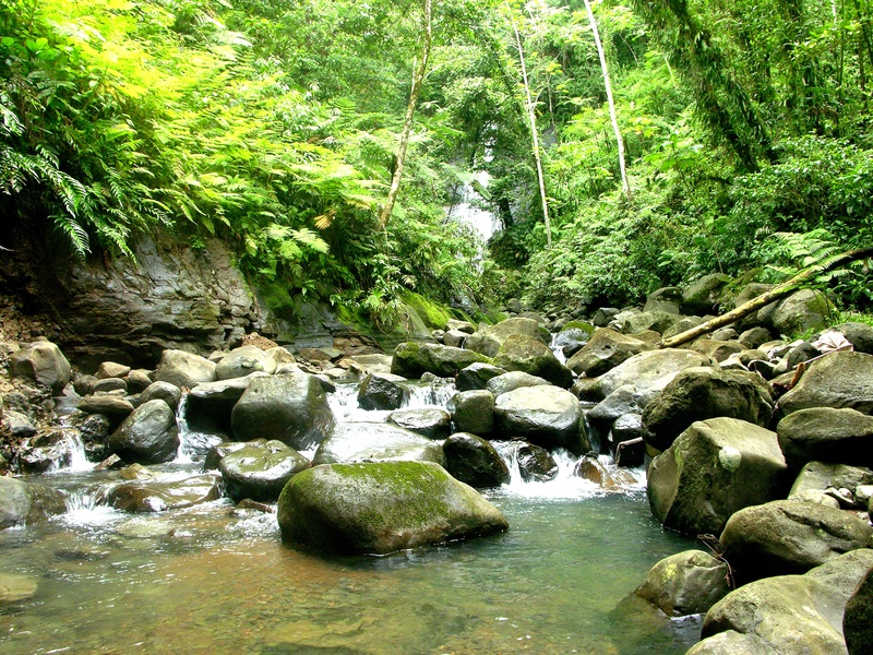 water, flowing water, scenics - nature, 2K, tranquility, growth, green color, rock, river, solid, waterfront, day, stream - flowing water, tree, puntarenas