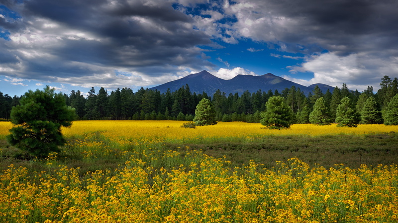 growth, meadow, landscape, sky, flowering plant, mountain range, mountain peak, francisco, environment, arizona, 2K, scenics - nature, cloud - sky, field