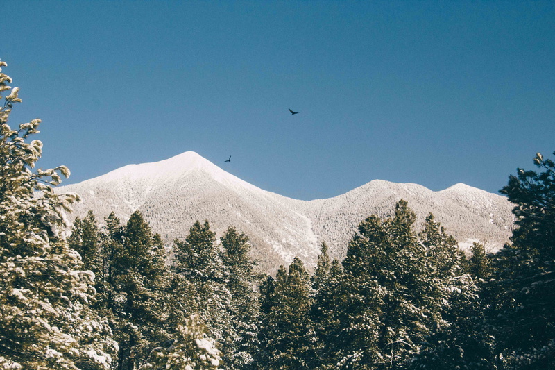 mountain peak, birds, tranquil scene, sky, day, bird, beauty in nature, snow, low angle view, plant, animal themes, flagstaff, growth, winter, clear sky