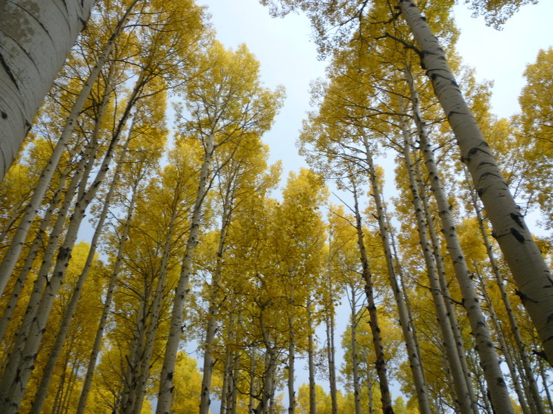 snowbowl, yellow, plant, flagstaff, nature, day, 4K, beautiful, trunk, land, autumn, tree, tranquility, outdoors, tall - high, branch, tree canopy, bamboo - plant