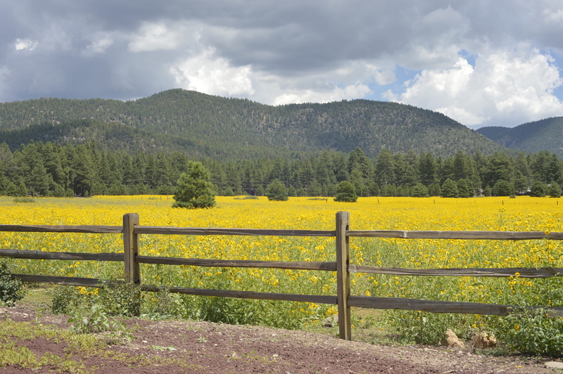 4K, rural scene, non-urban scene, sky, landscape, plant, tree, barrier, outdoors, boundary, storm, tranquility, environment, no people, nature, flagstaff