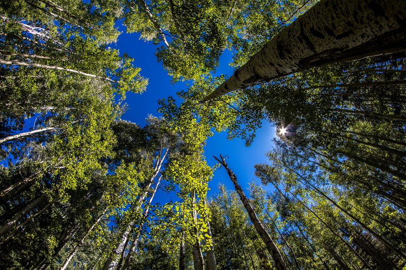 plant, woodland, green color, trunk, outdoor, arizona snowbowl, tree trunk, forest, day, united states, aspin, non-urban scene, directly below, tranquility