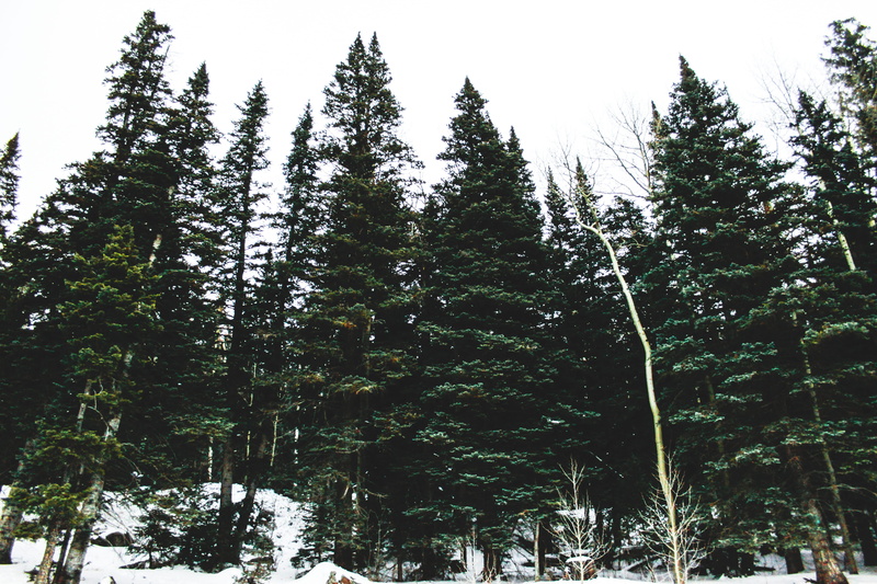 winter, plant, nature, land, outdoors, tranquility, flagstaff, beauty in nature, non-urban scene, low angle view, growth, tree, united states, coniferous tree