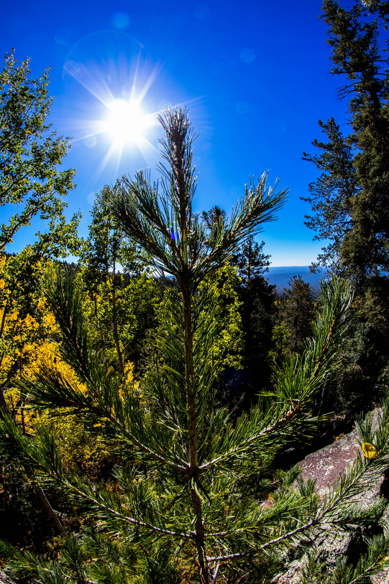 tranquil scene, sunbeam, low angle view, united states, fisheye, sunny, growth, sunlight, plant, blue, land, bright, forest, flagstaff, green, lens flare