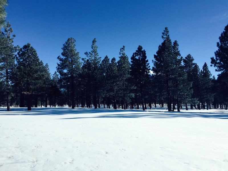 non-urban scene, tranquility, 4K, field, tree, united states, covering, stillness, sky, flagstaff, scenics - nature, blue, pine tree, tranquil scene, growth