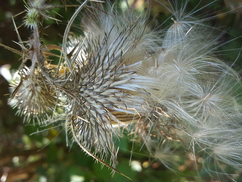 united states, beauty in nature, focus on foreground, wilted plant, freshness, 2K, dry, plant, vulnerability, seed, dandelion seed, inflorescence, flower head