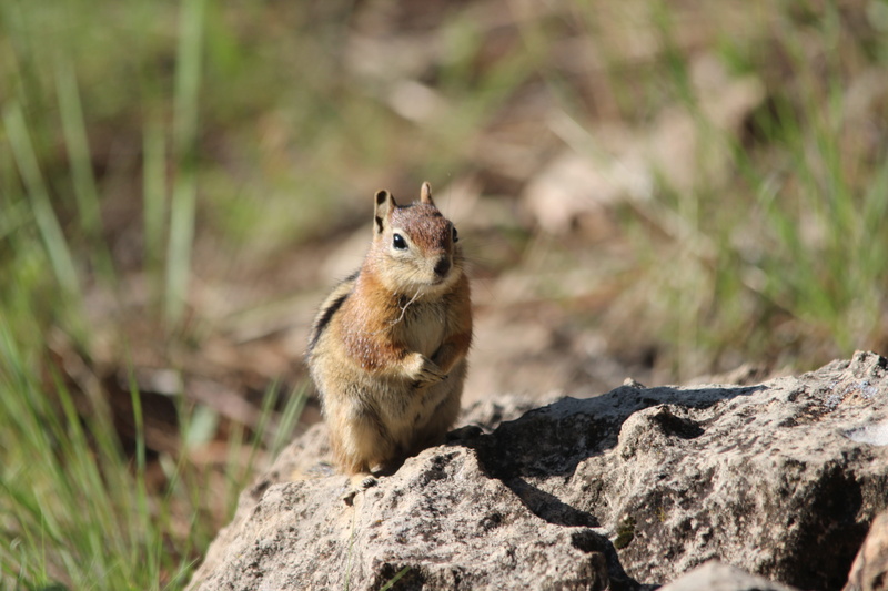 fluffy, tail, animals In The Wild, one animal, rodent, mammal, animal themes, vertebrate, animal wildlife, outdoors, close-up, flagstaff, nature, no people