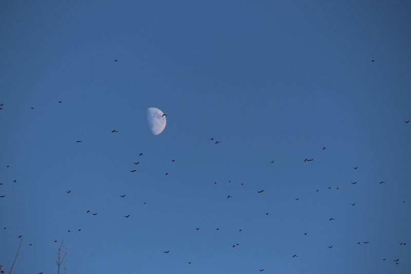 clear sky, tranquility, wildlife, astrology, copy space, silhouette, flock, scenics - nature, nature, tree, day, astronomy, full moon, bird, flying, migration