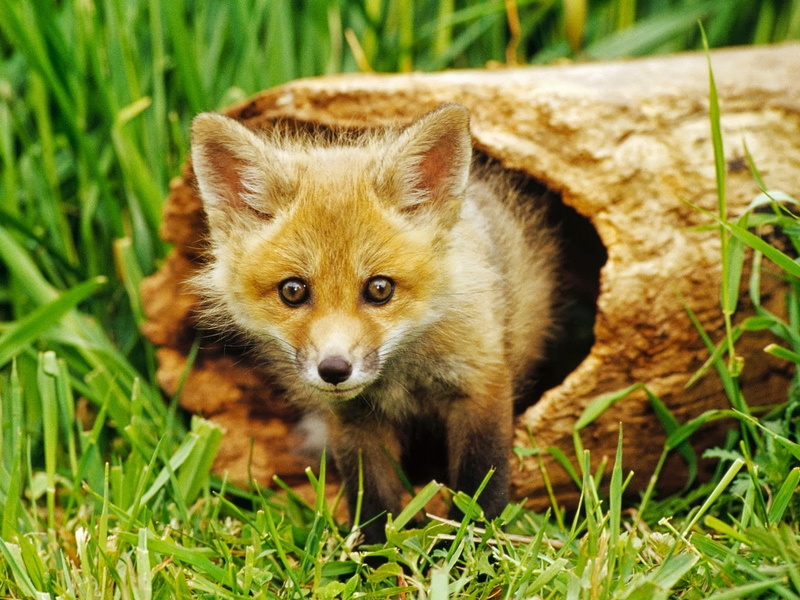 raposo, baby, zorro, tronco, 720P, hueco, animales