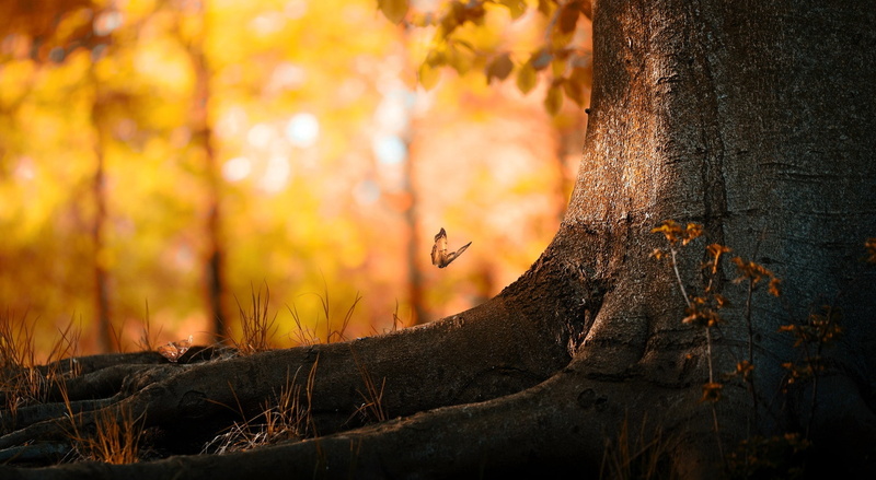 1080P, mammal, beauty in nature, animal, Golden, black, focus on foreground, Seasons, butterfly, land, forest, Butterflies, outdoors, trunk, no people