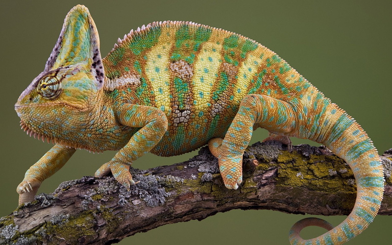 plant, branch, animal, day, Reptil, profile view, animals in the wild, animal scale, nature, sunlight, close-up, chameleon, lizard, animal body part, outdoors