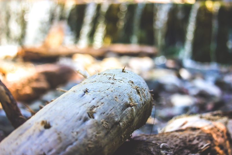 fallen tree, tree, forest, tree trunk, plant, day, legno, land, lake, selective focus, wood, timber, 5K, trunk, falling, rocce, surface level