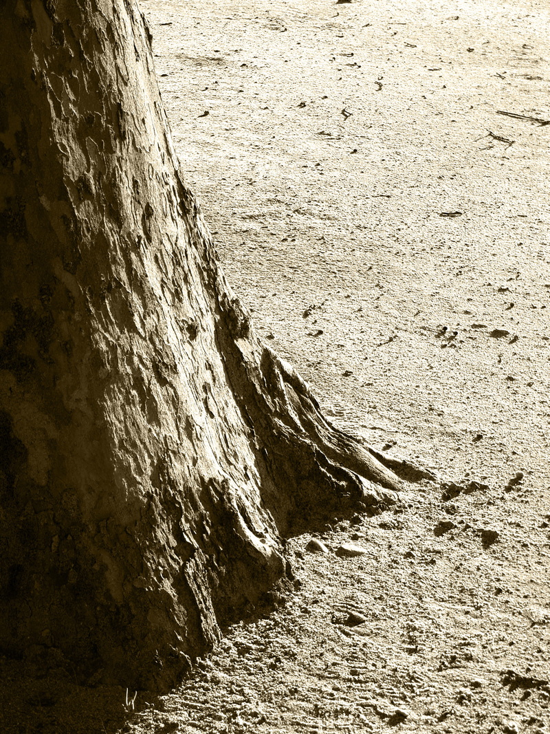 plant, nature, beauty in nature, sunlight, árvore, outdoors, wall, portugal, tronco, day, land, 2K, textured, beach, rock, high angle view, santarém, water