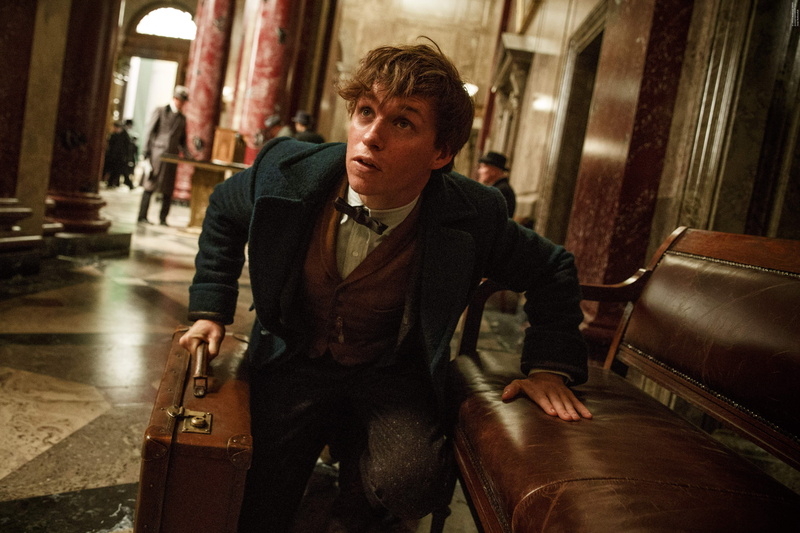 Newt Scamander, 4K, Eddie Redmayne, Fantastic Beasts and Where to Find Them, Movie
