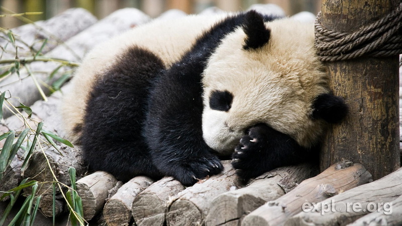 estou, panda, envergonhado, vida, animals, bonito, urso, troncos, 1080P