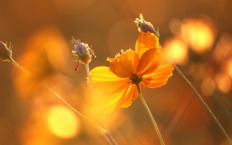 Under, Sun, Glare, 1080P, Flower