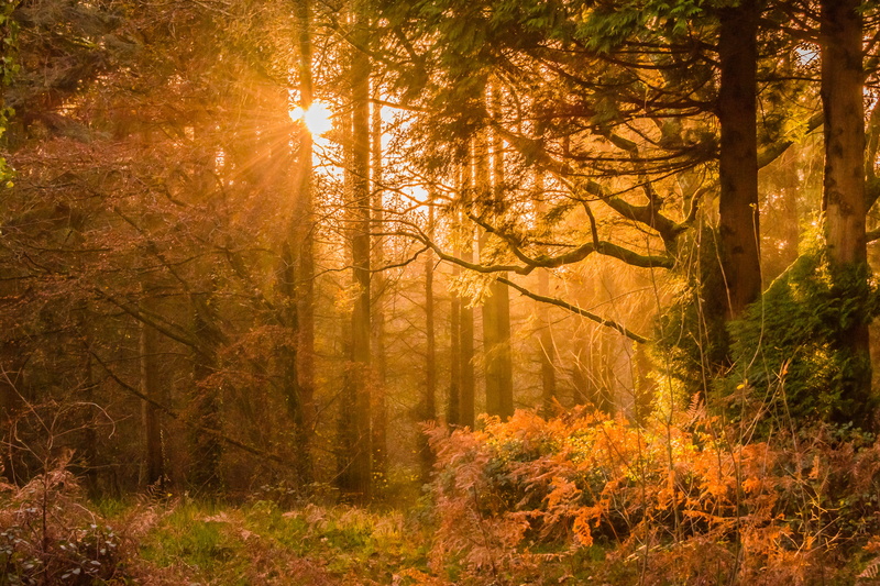 idyllic, tranquility, fog, land, tranquil scene, light, season, sunlight, grass, landscape, nature, non-urban scene, daylight, autumn, beauty in nature