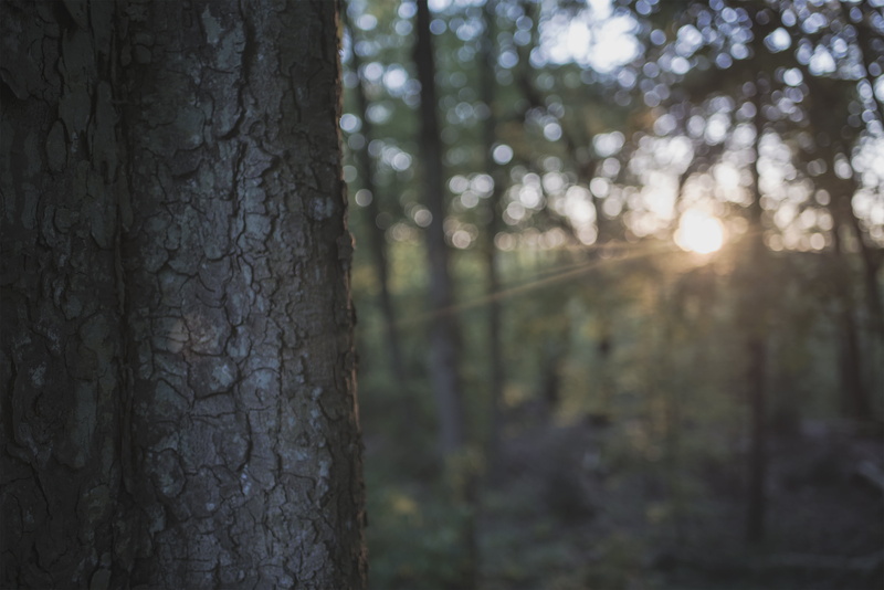 close-up, nature, lens flare, tree bark, sun, no people, plant, tree, 2K, woodland, outdoors, tranquil scene, sunlight, land, day, tree trunk, forest