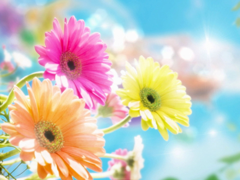 vulnerability, macro, flower Head, pollen, three, close-up, sharpness, nature, focus on foreground, freshness, color Image, inflorescence, no People, yellow