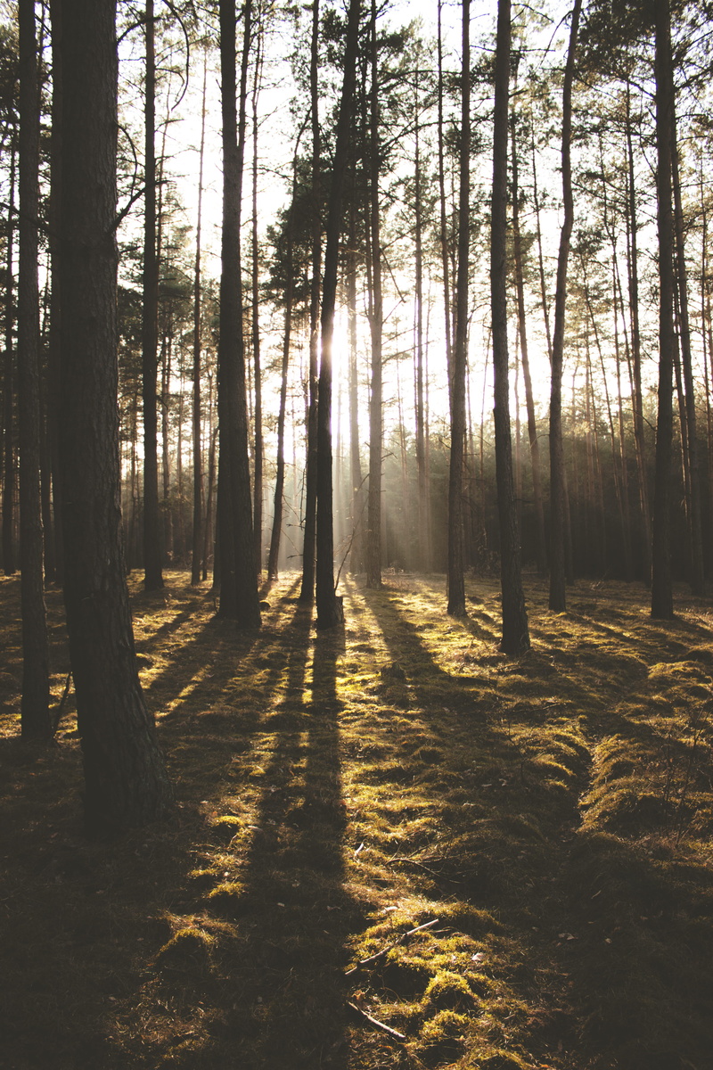 non-urban scene, beauty in nature, shining, streaming, tranquility, scenery, bright, moss, landscape, woods, outdoors, scenic, trees, sun glare, tree, land
