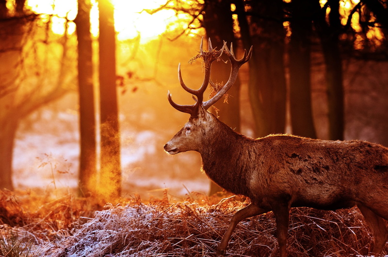 animal, plant, herbivorous, horns, deer, antler, day, the sun, land, animal wildlife, moose, vertebrate, autumn, outdoors, profile, forest, glare, one animal