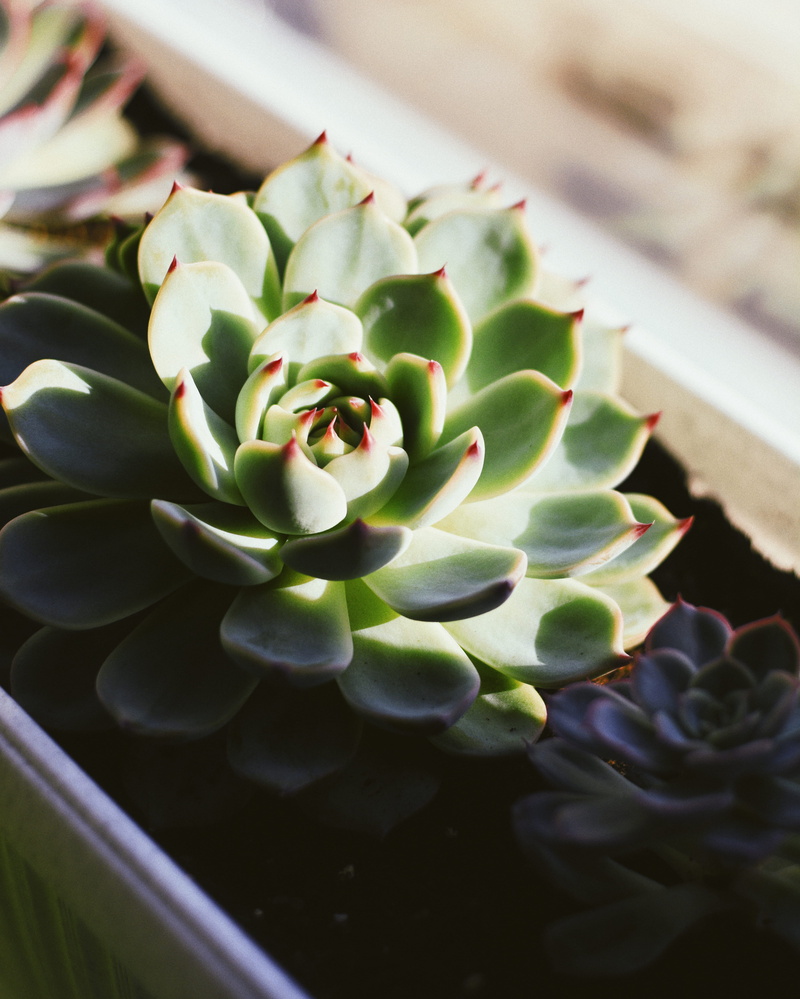 floating on water, focus on foreground, close-up, succulent, plant part, beauty in nature, plant, succulent plant, nature, flora, botanical