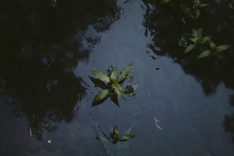 shallow, blue, leaf, floating on water, beauty in nature, nature, leaves, reflaction, plant, waterfront, water, 5K, floating, outdoors, plant part, high angle view
