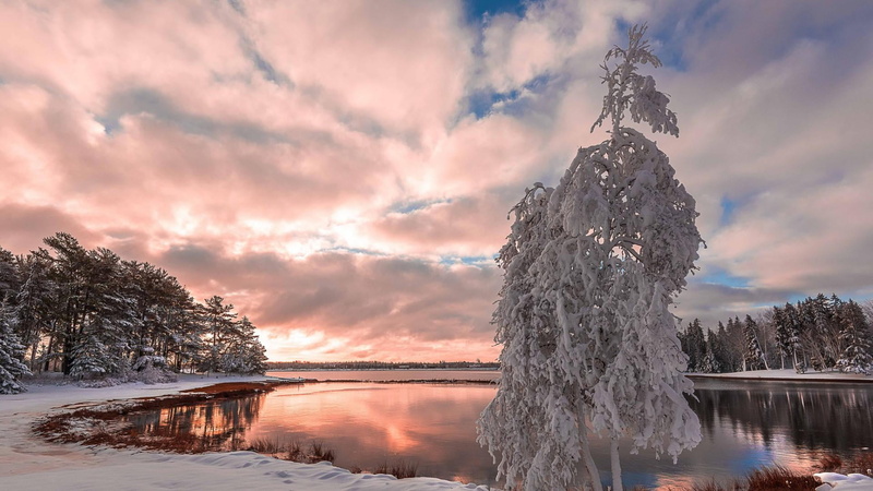 pine woodland, nature, scenics - nature, plant, dusk, frozen water, water, cloud - sky, snowing, ice, sunset, pine tree, woody plant, freezing, frost, snow