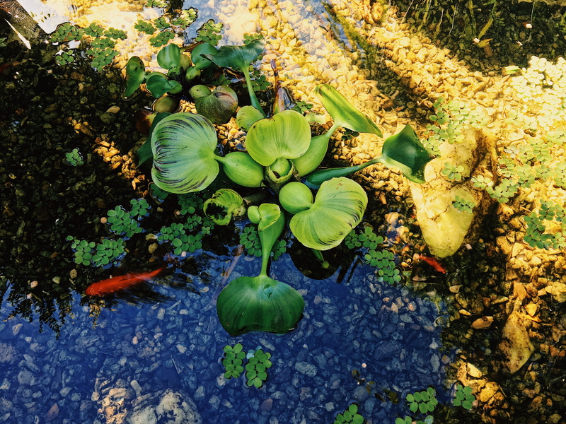 no people, day, close-up, leaf, water, outdoors, nature, lake, plant part, high angle view, floating on water, plant, freshness, floating, flower, beauty in nature