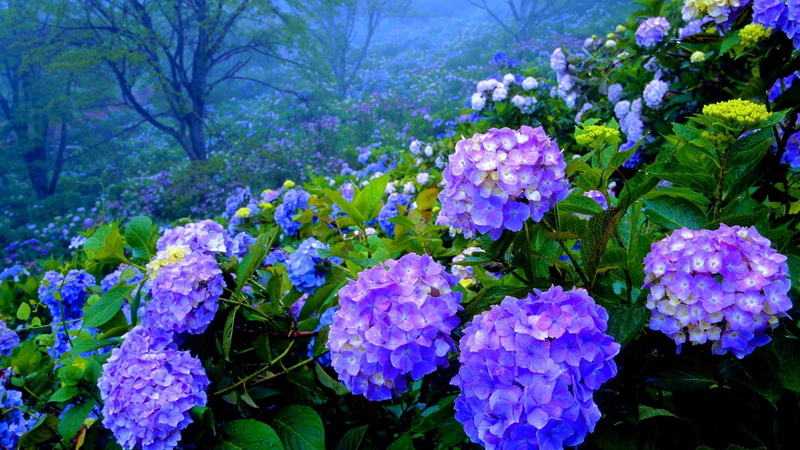 flower, japan, hortensia, flowering, hd, plants, asia, indonesia, hydrangea, 1080P, eastern, korea, southern, himalayas, bushes, china