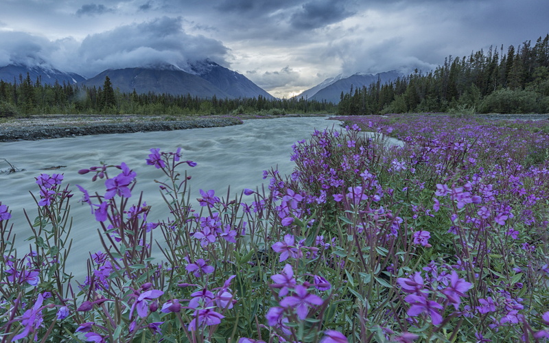 kluane, chamaenerion, desktop, yukon, north, canada, willow, hd, 4K, highway, quill, haines, along, america, national, park, creek, plants