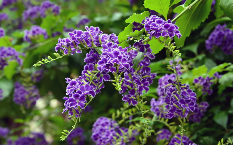 lilac, no people, erecta, close-up, lavender, vulnerability, verbena, leaf, freshness, flowering, growth, plant part, focus on foreground, shrub, verbenaceae