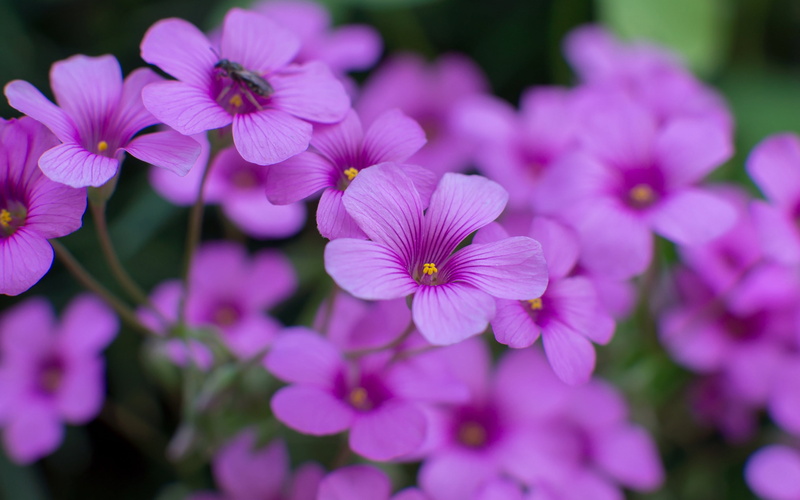 plant, insect, oxalidaceae, plants, selective focus, springtime, flowering, no people, petal, fragility, petals, species, pink color, blur, freshness, sorrel
