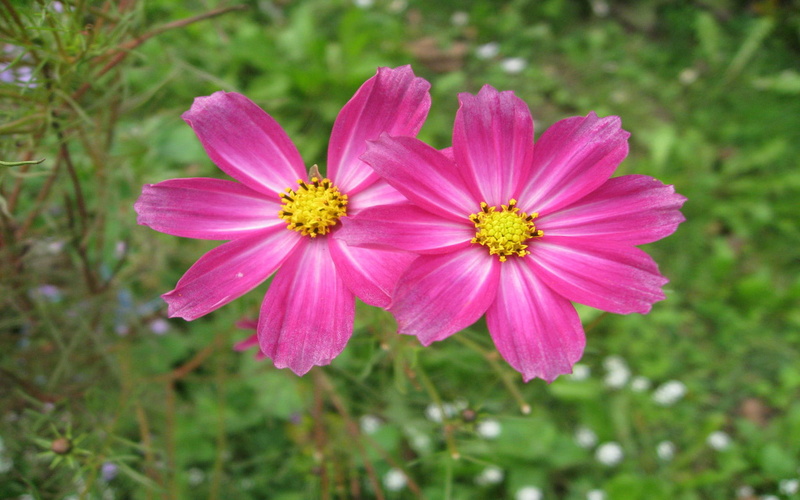 family, flower, plants, 1080P, comes, asteraceae, star, aster, pink, greek, word, flowers, meaning, flowering
