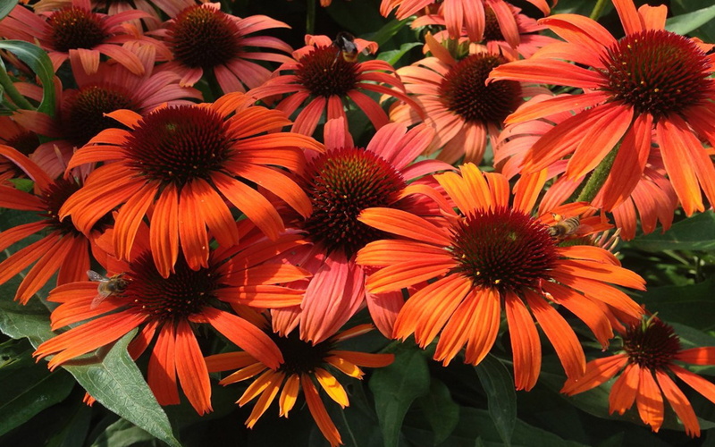 grow, plants, herbaceous, family, height, 1080P, echinacea, flowers, daisies, cm, red