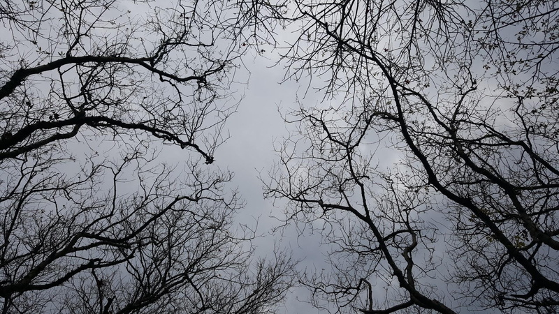 worm eye view photography, nature, tree, plant, bare tree, cloud, day, tranquil scene, no people, worms eye view photography, branch, tree canopy, outdoors