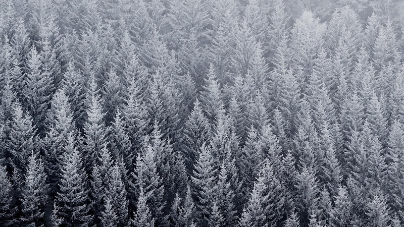day, pine woodland, winter, growth, spruce, freezing, frost, fir, pine forest, snowing, nature, full frame, frozen, no people, forest, non-urban scene