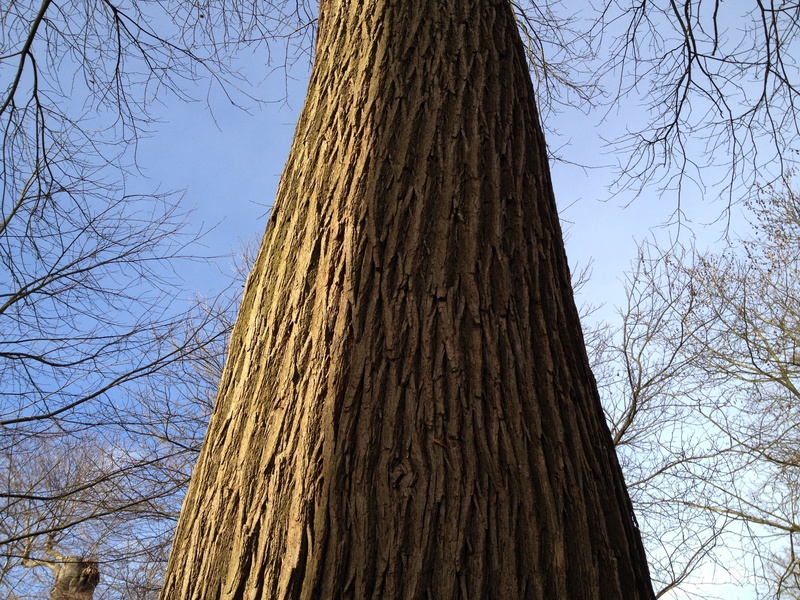 tranquility, sunny, textured, blue, tree, stems, flora, patterns, woody, pattern, trees, branches, hard, wild, branch, clear sky, wooden, outdoors, nature