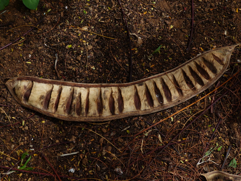 falling, one animal, close-up, animal themes, delonix regia, fabaceae, animal, caesalpinioideae, woody, land, Seeds, wheel, Open, plant, Chambers, forest