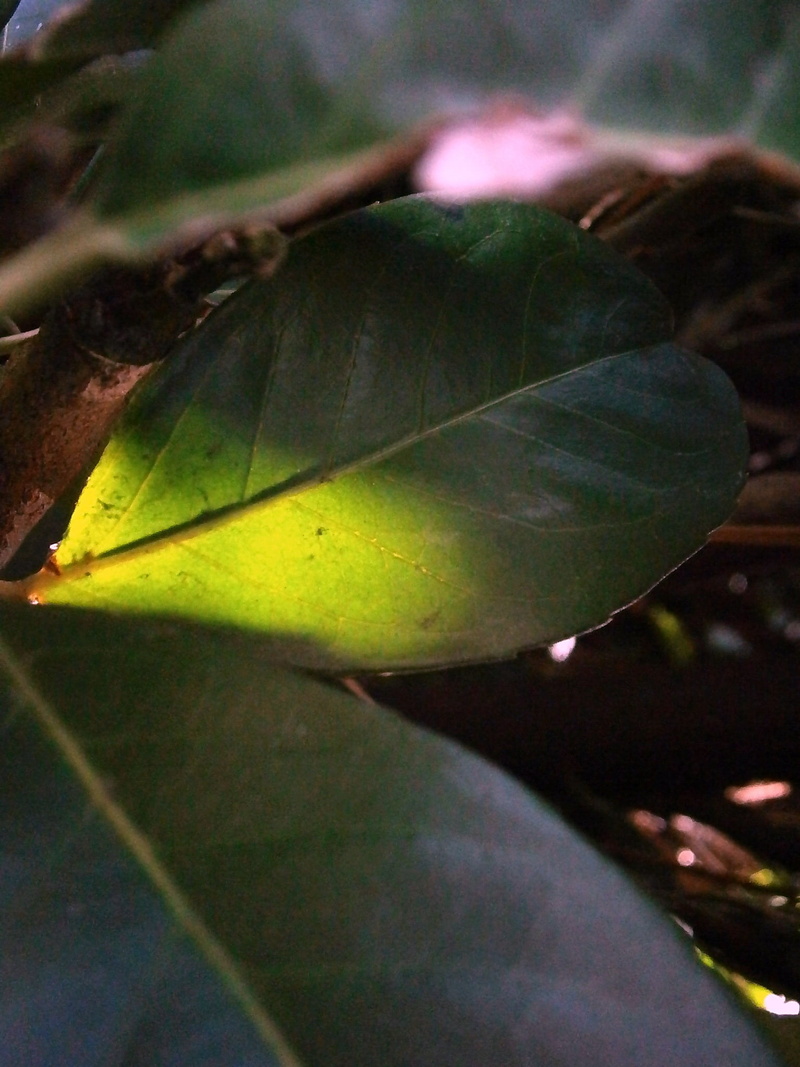 laurel, sun, nature, leaf vein, periwinkle, freshness, plant, outdoors, sunlight, close-up, illuminated, green Color, selective focus, green, bayberry