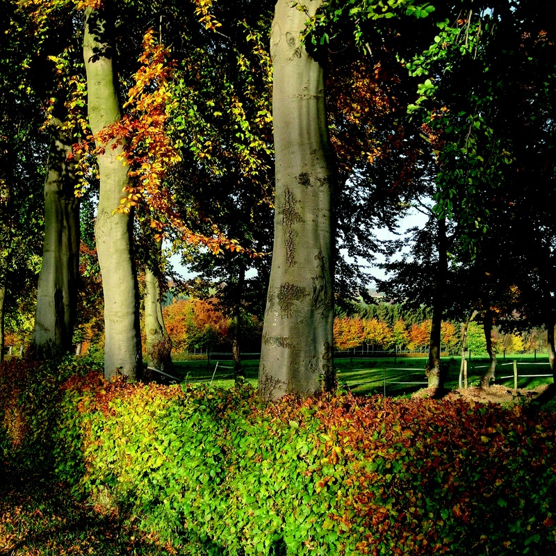 formerly, growth, trunk, light, tree, kesternich, sunny, autumn, outdoors, beech, tranquility, deciduous woody plants, autumn mood, plant, plant part, beauty in nature