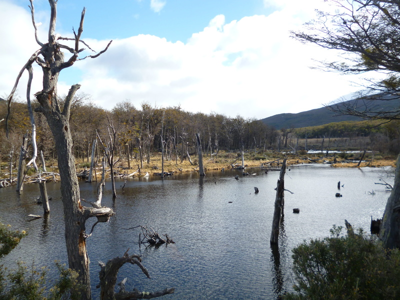 tree, 4K, wetland, animal wildlife, group of animals, lake, animal themes, woody plant, flock of birds, river, nature, wilderness, dead plant, water, beauty in nature