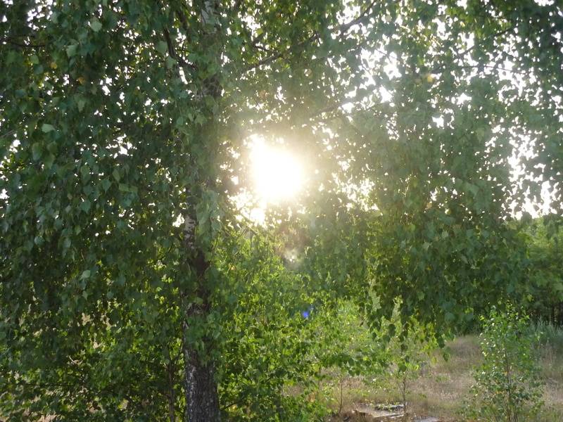 growth, tranquility, non-urban scene, beauty in nature, green color, sunlight, bright, scenics - nature, meadow, woodland, sky, light, day, forest, sunbeam