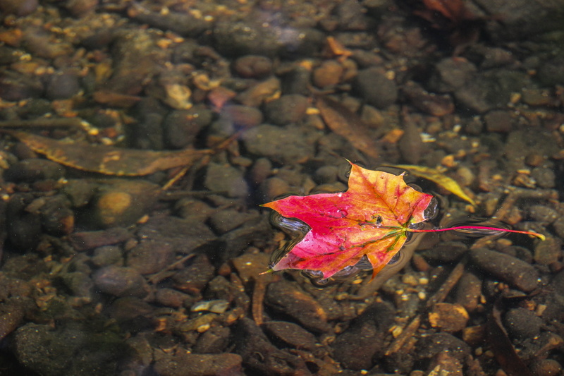 autumn, close-up, macro photography, change, outdoors, land, maple leaf, day, leaf, high angle view, season, falling, no people, flower, flora, beauty in nature