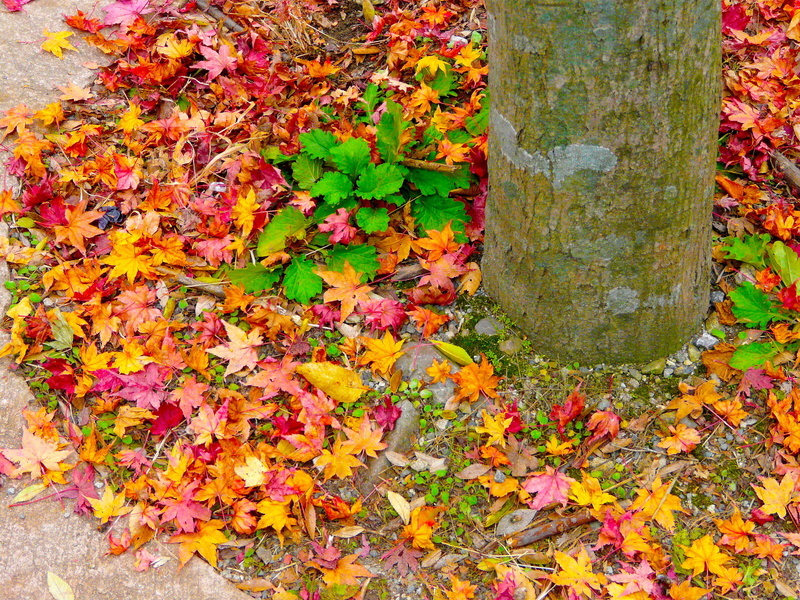 2K, growth, woods, multi colored, beauty in nature, woody, leafy, bright, autumn, maple, leaf, green, trunks, ground, colorful, close-up, orange, flora
