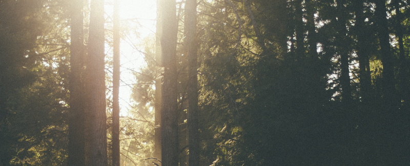branch, nature, streaming, outdoors, natural environment, lens flare, coniferous tree, autumn, forest, morning, atmospheric phenomenon, plant, scenics - nature