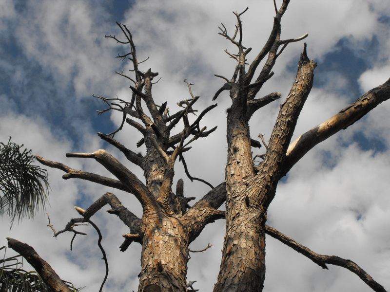 low angle view, nature, tranquility, wooden, plant, tree, plants, 2K, cloudy, day, dead plant, growth, gardens, dried, no people, cloud - sky, bright
