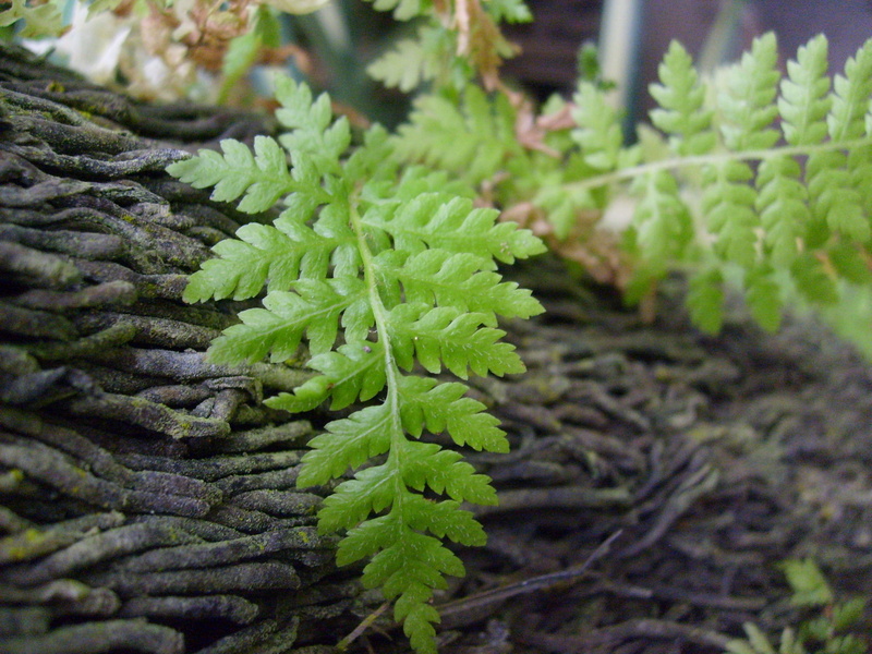 stems, succulent plant, natural pattern, outdoors, foliage, food and drink, day, plant part, Trees, tree, focus on foreground, greens, selective focus